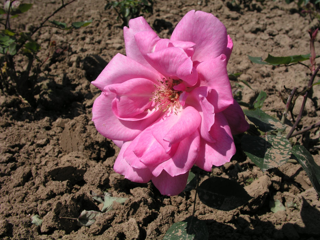 růže Heinrich Wendland