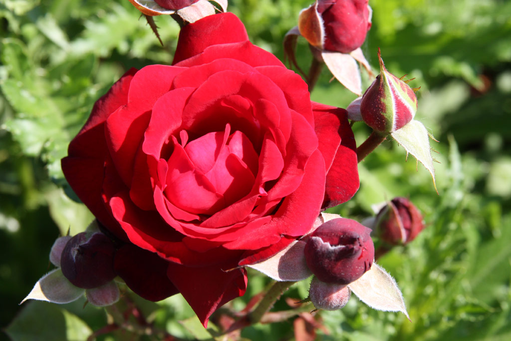 růže Heinz Erhardt