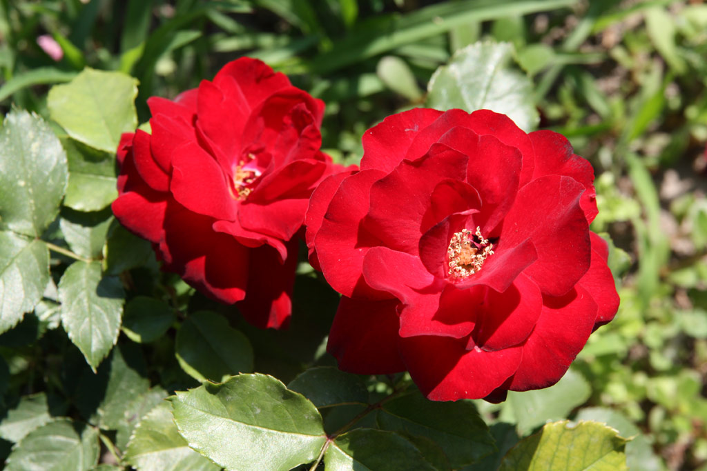 růže Heinzelmnnchen