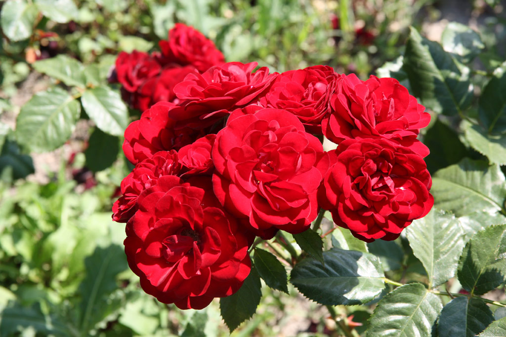 růže Heinzelmnnchen