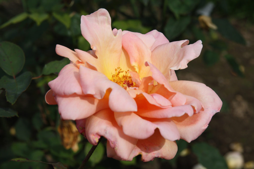 růže Helen Traubel