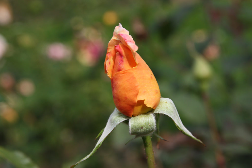 růže Helen Traubel