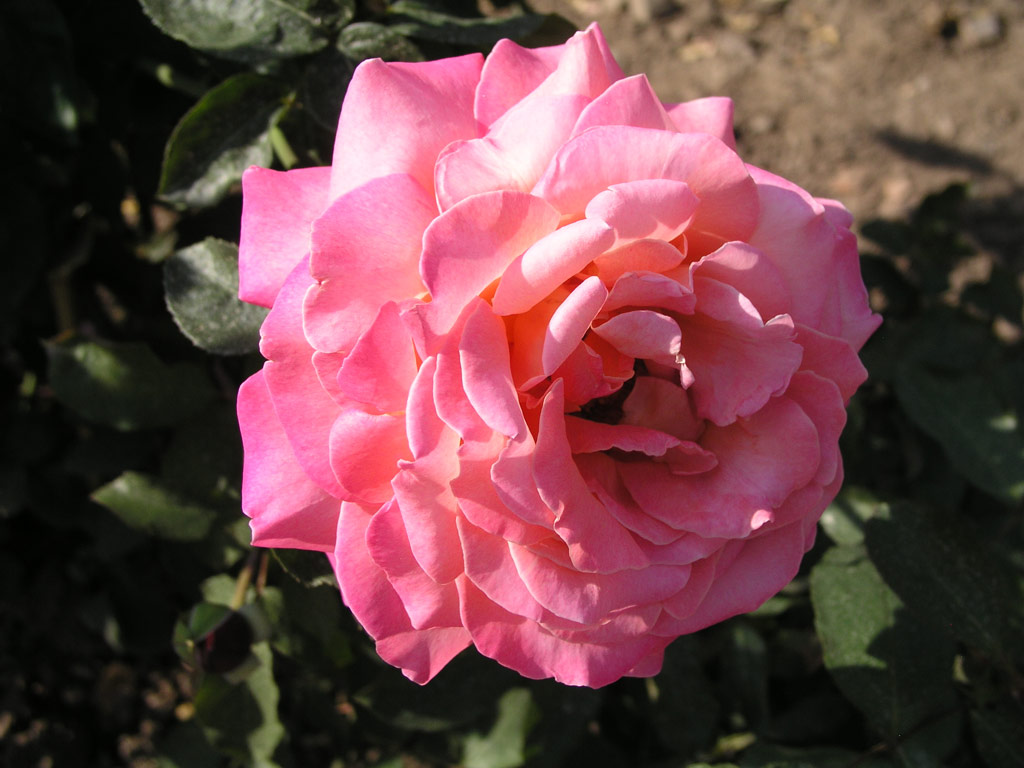 růže Helena