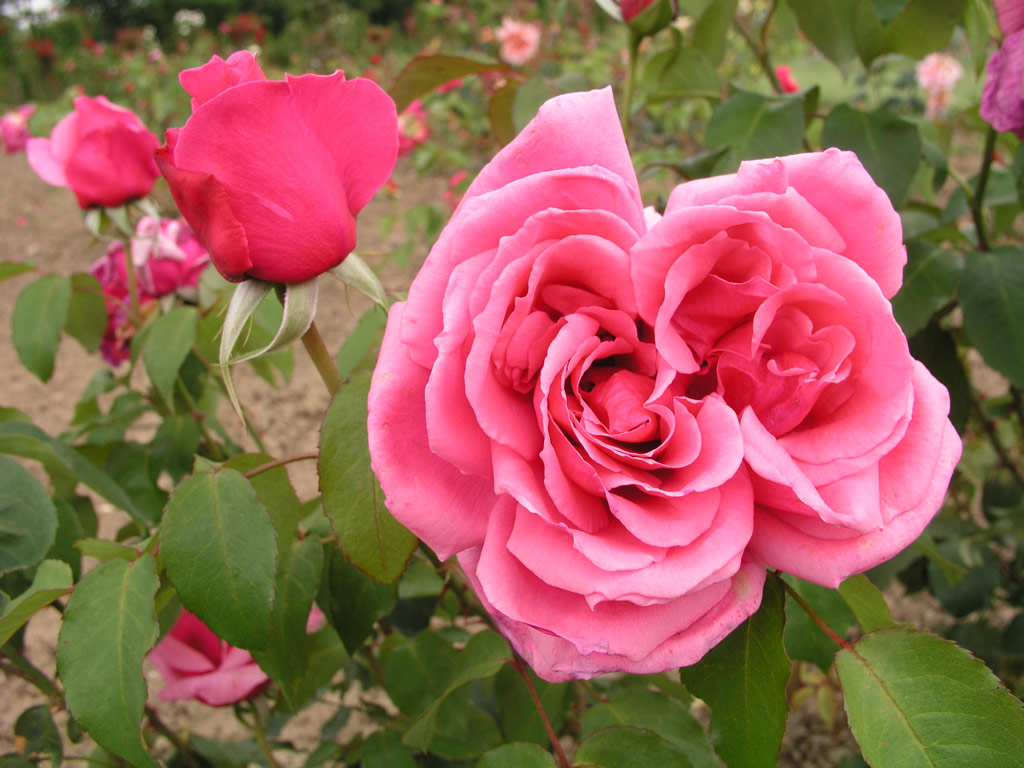 růže Helene de Roumanie