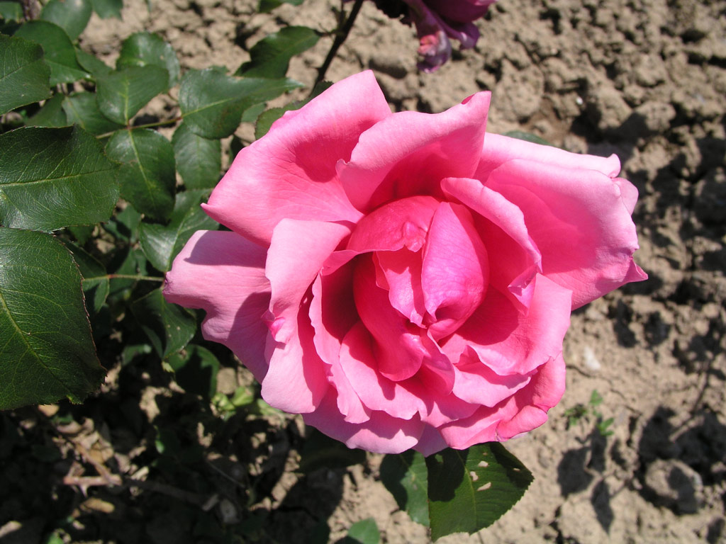 růže Helene de Roumanie