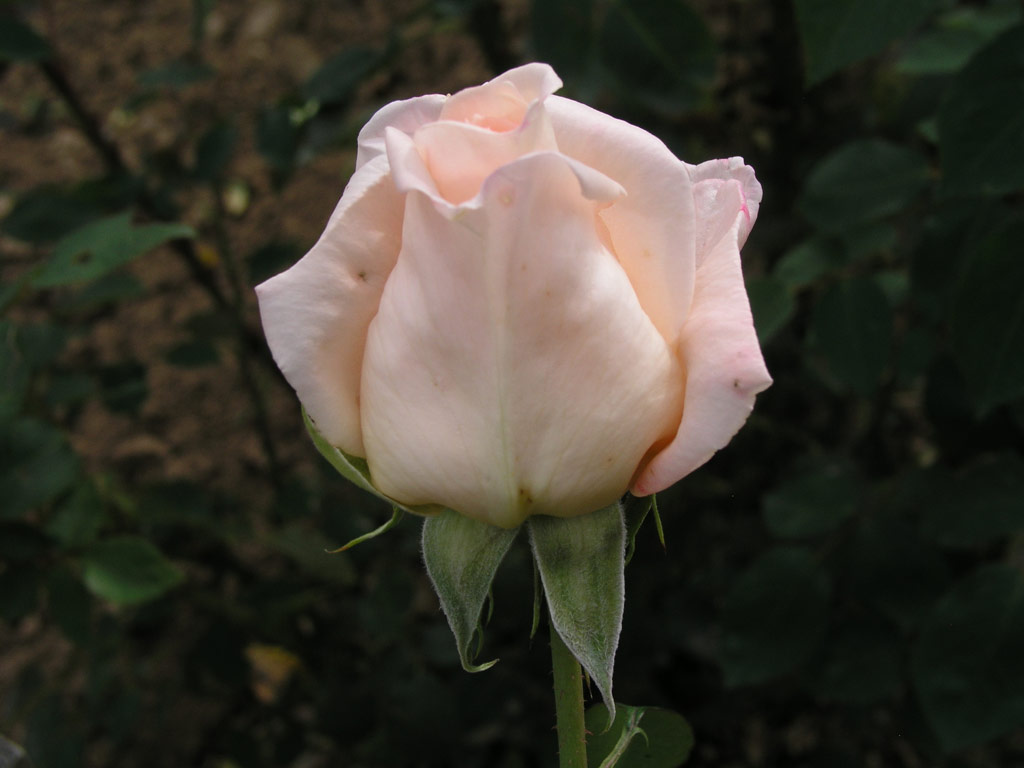 růže Helenka