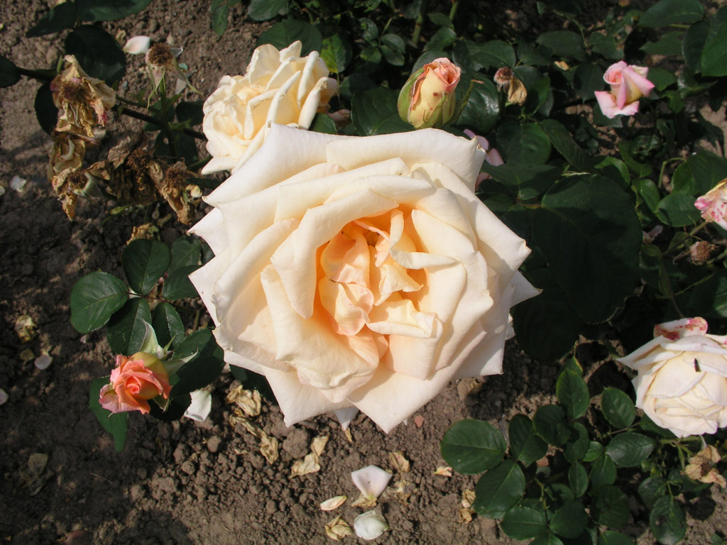 růže Helenka