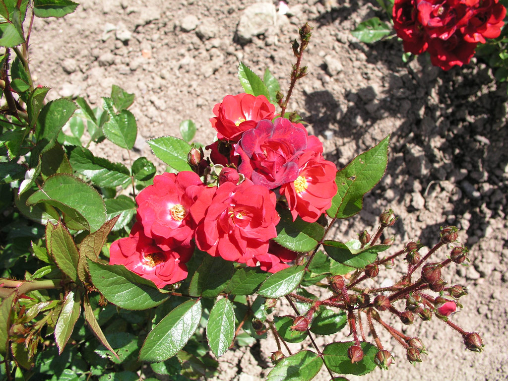 růže Helgoland