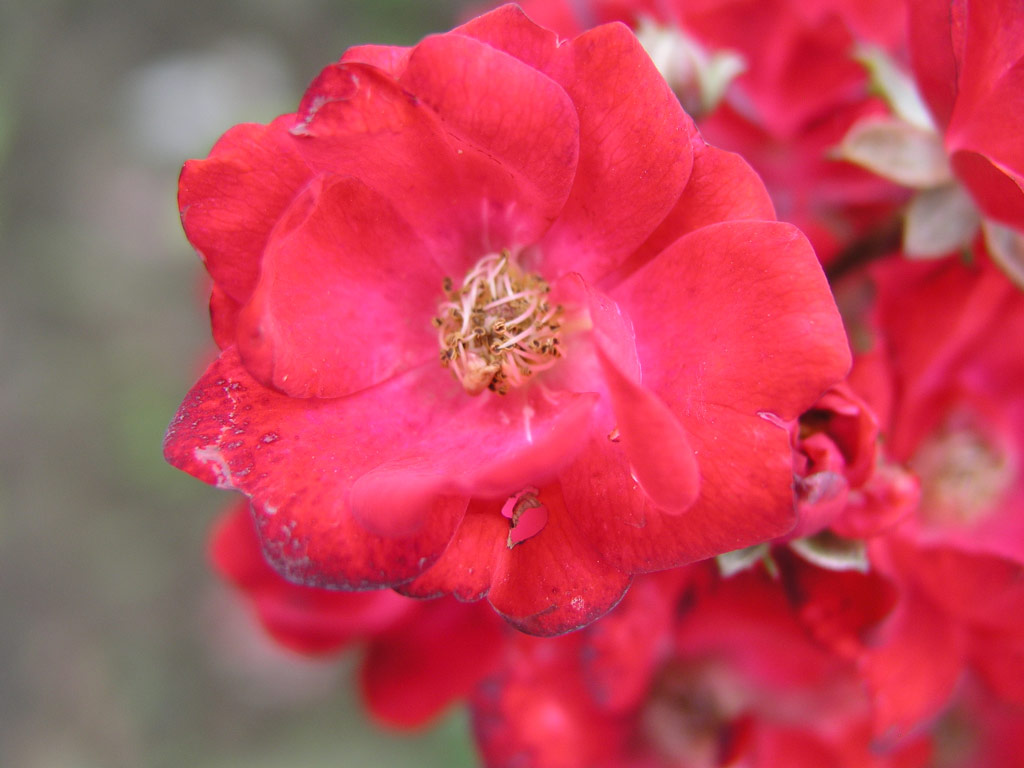 růže Helgoland