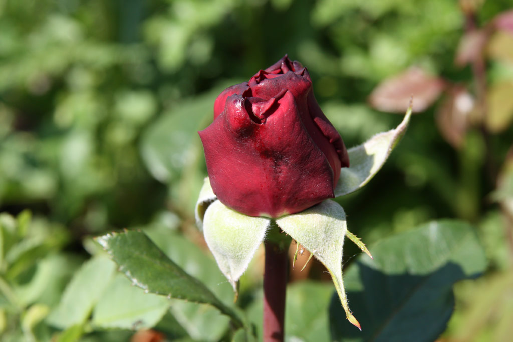 růže Helmut Kohl Rose