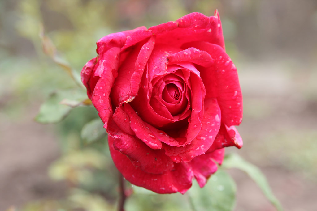 růže Henkell Royal