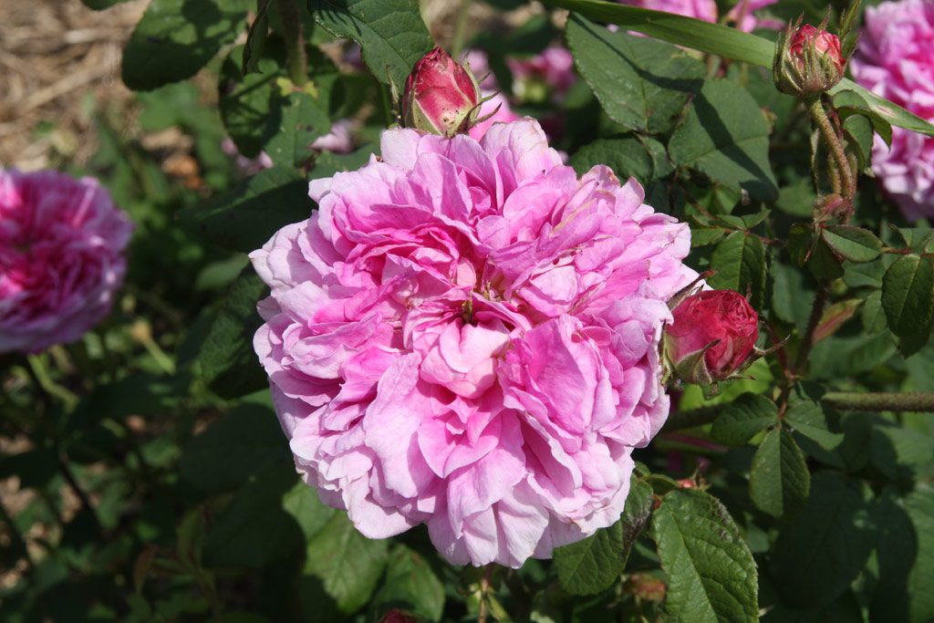 růže Henri Foucquier