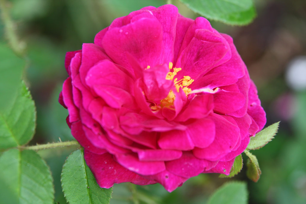 růže Henri Martin