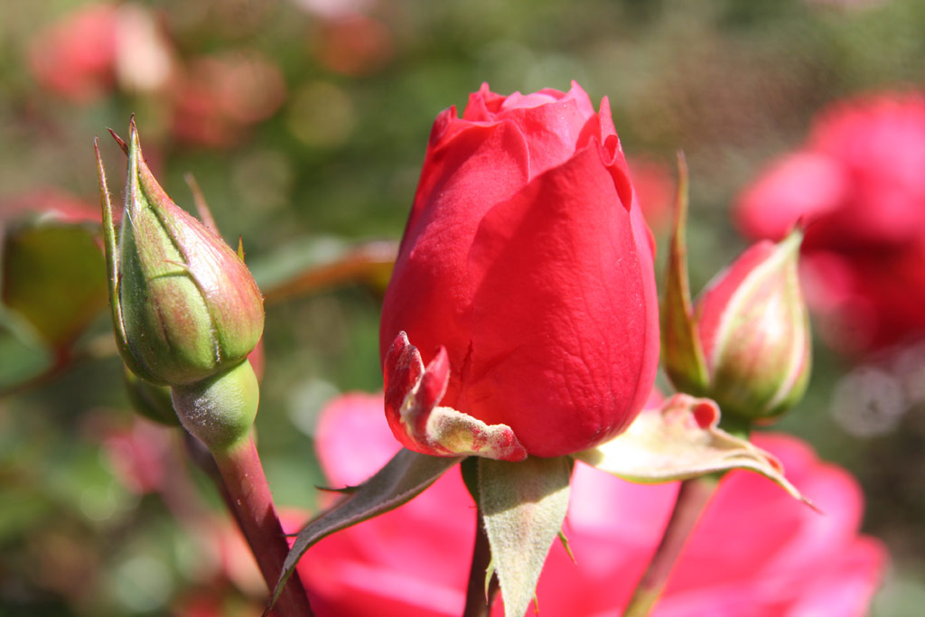 růže Herfordia