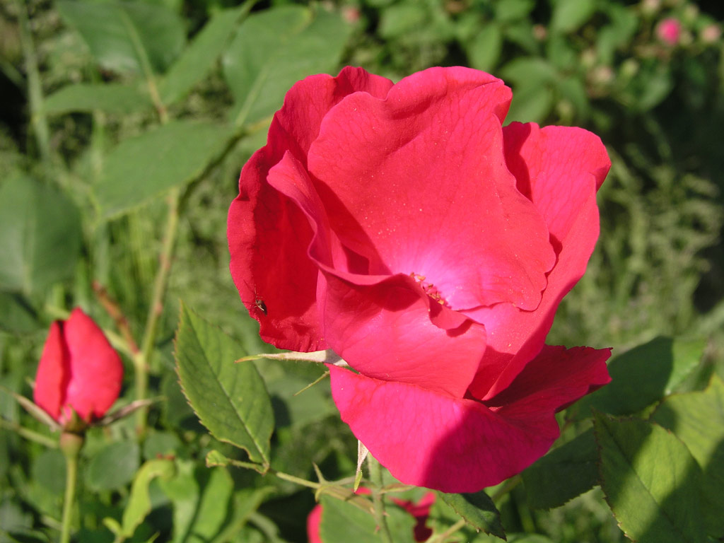 růže Hermann Lns