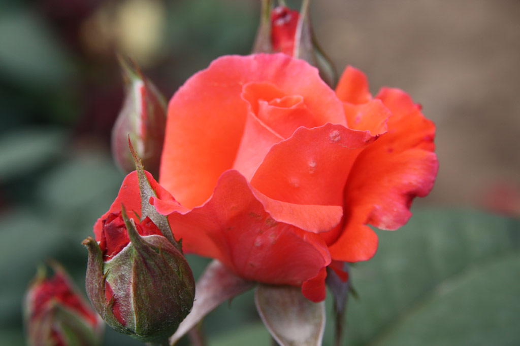 růže Herzog von Windsor