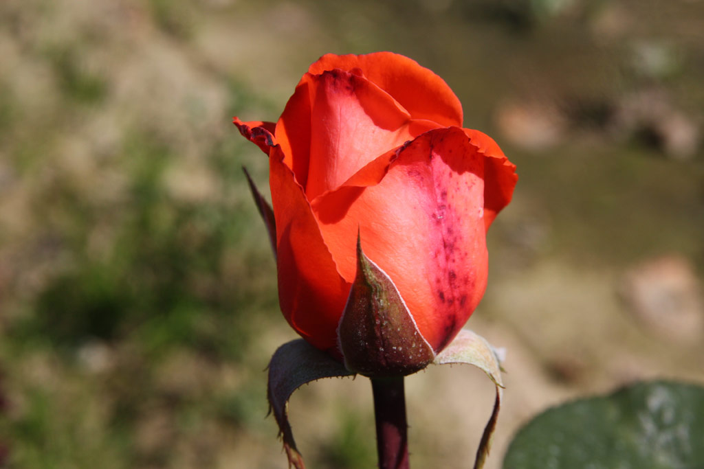 růže Herzog von Windsor