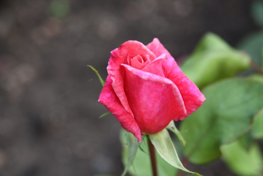 růže Hessie Lowe