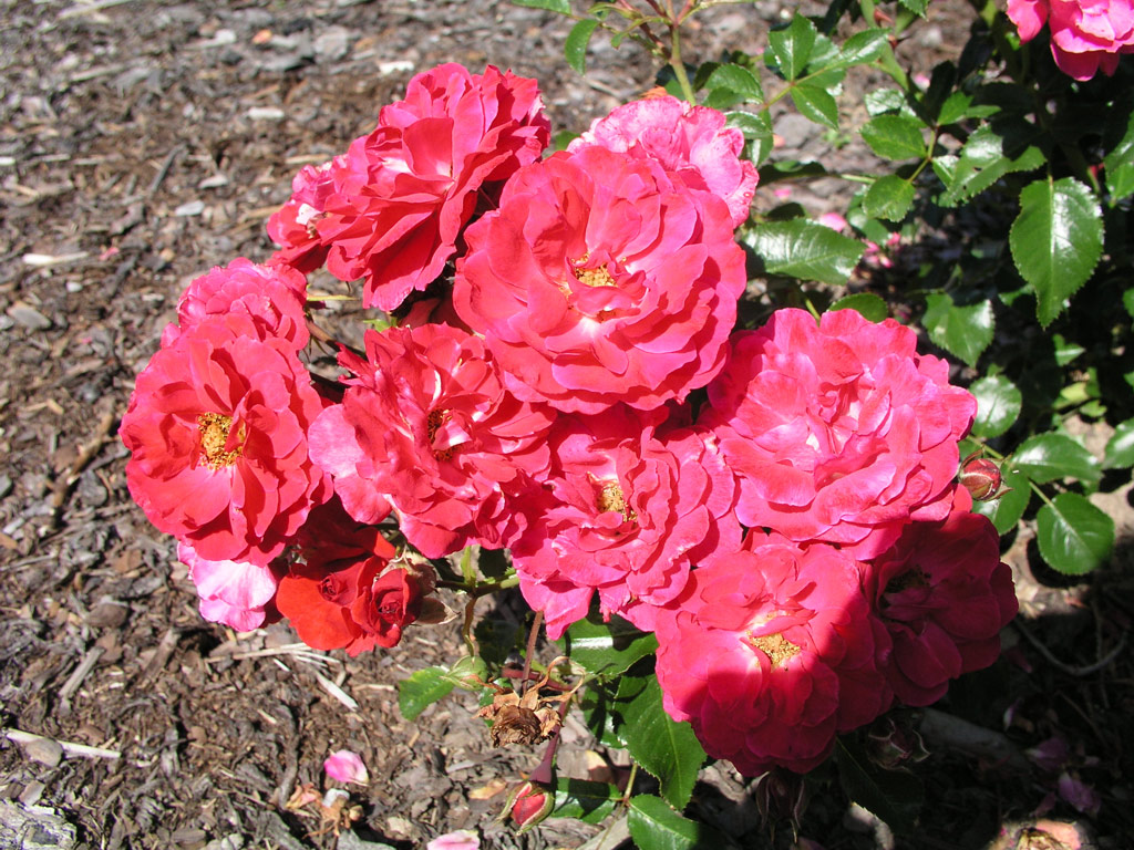 růže Heudefeuer