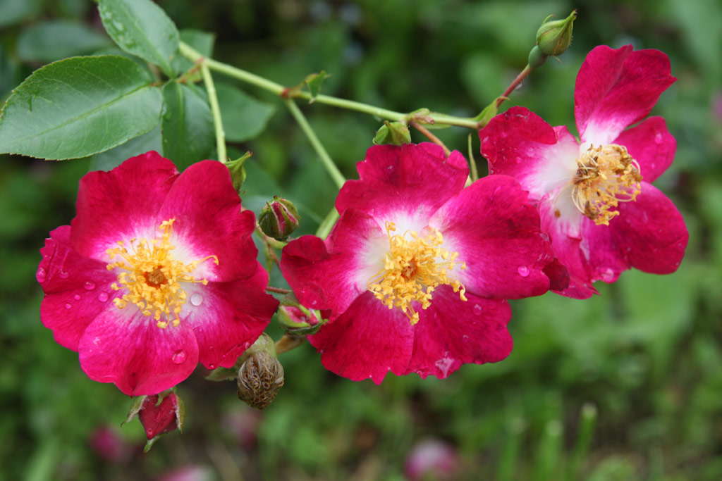 růže Hiawatha (Borov hora)