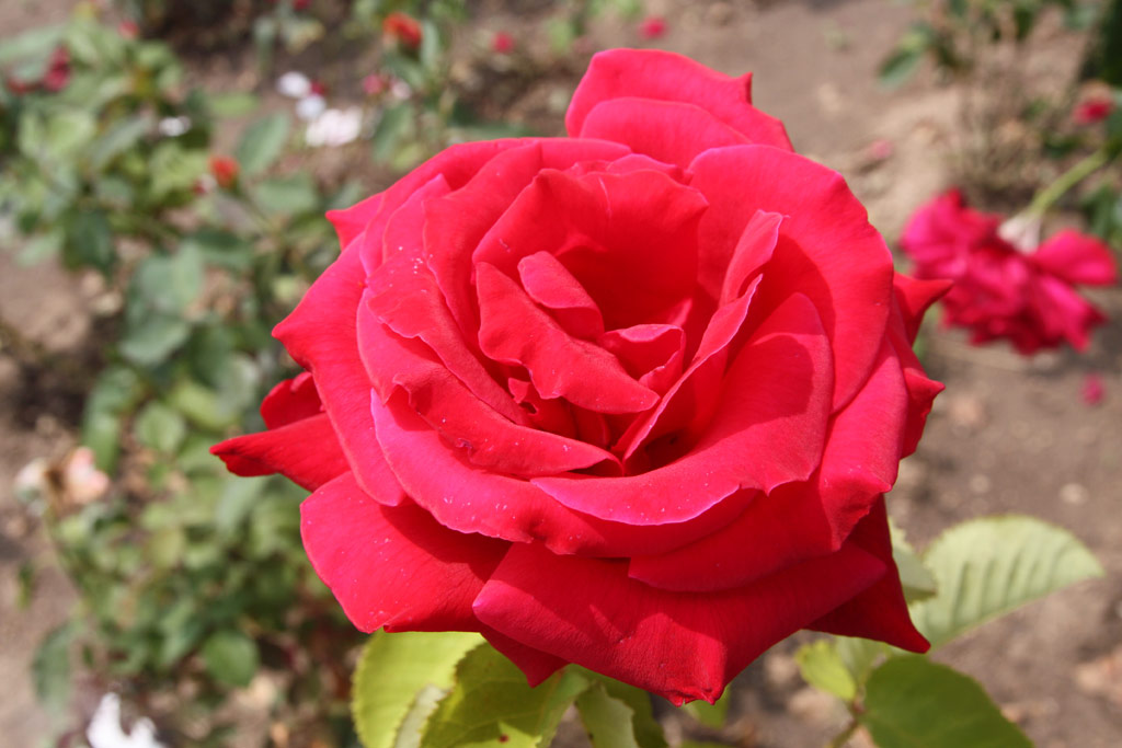 růže Hidalgo