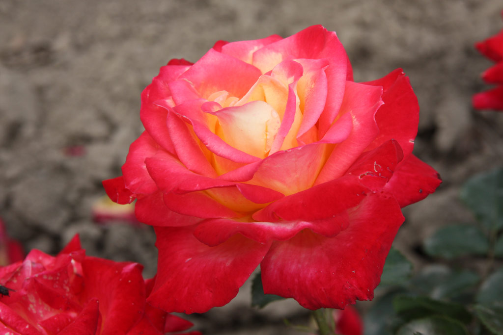 růže Hiroshima Spirit