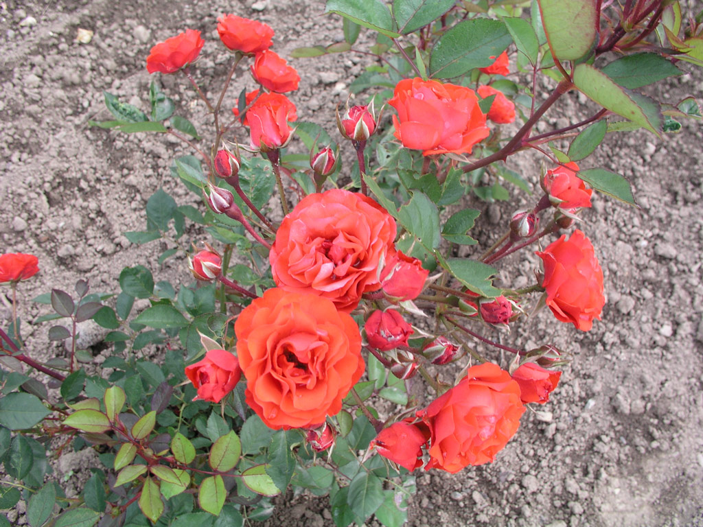 růže Hollandia