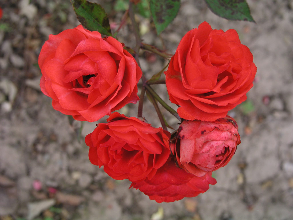 růže Hollandia