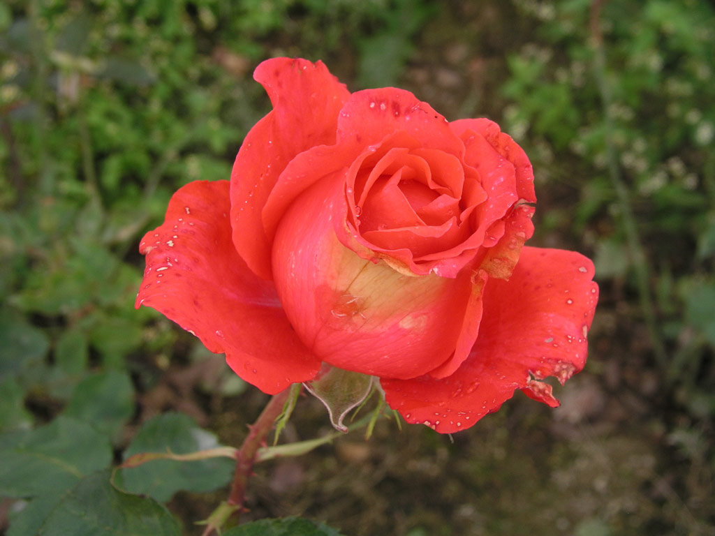 růže Holsteinperle
