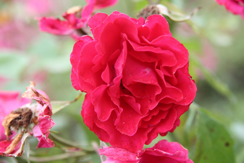 růže Homord