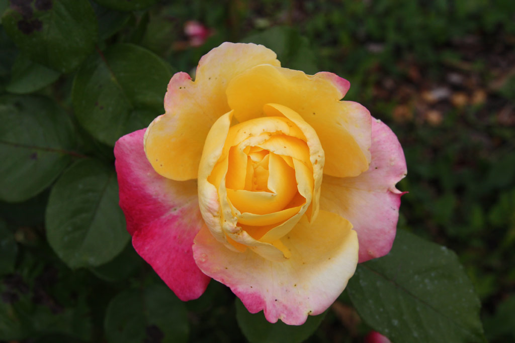 růže Horticolor