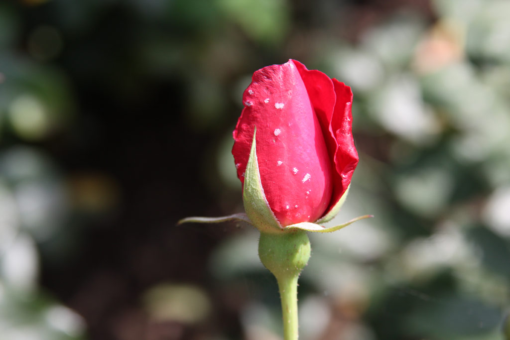 růže Hortulanus Fiet
