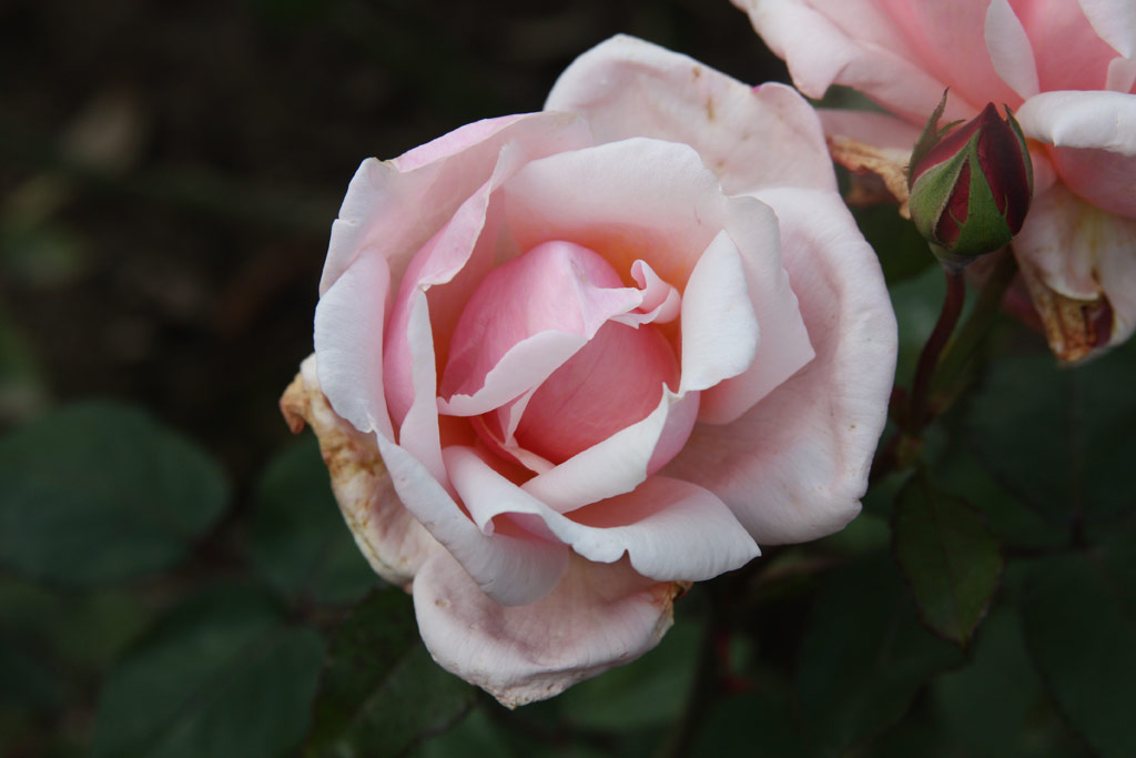 růže Hovyn de Tronchere