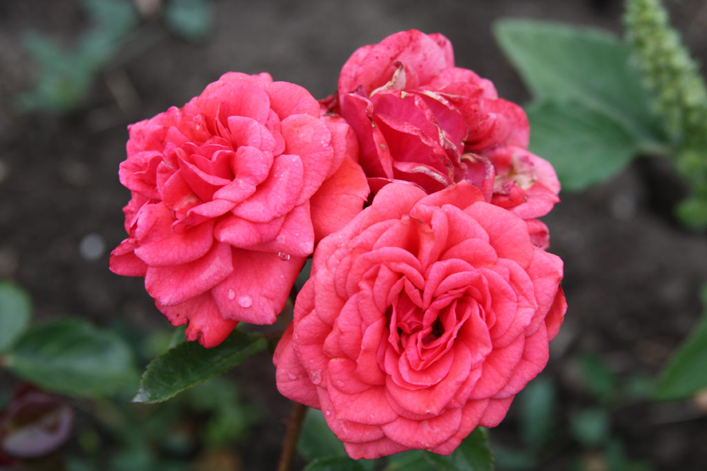 růže Hugonnay Vilma Emlke