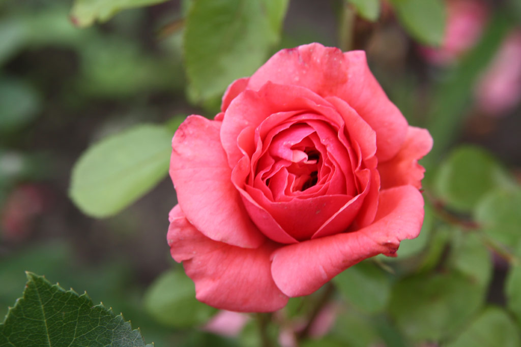 růže Hugonnay Vilma Emlke