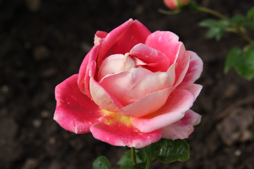 růže Huntsman