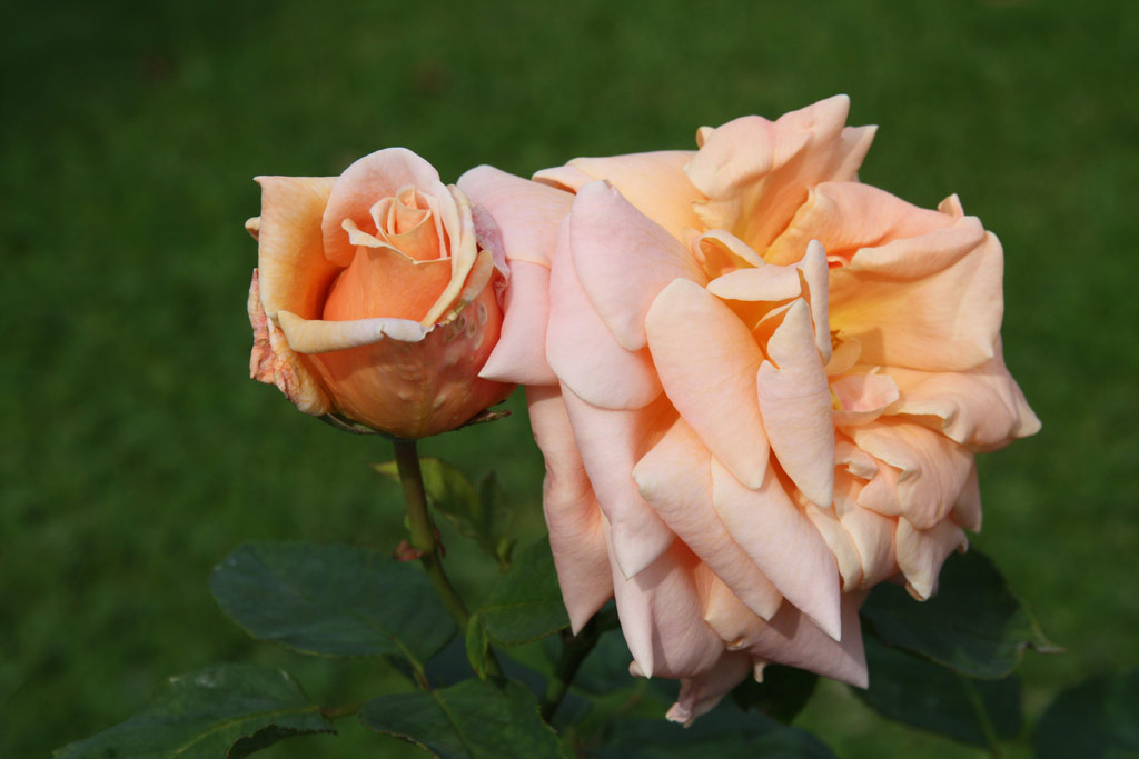 růže Hviezdoslav
