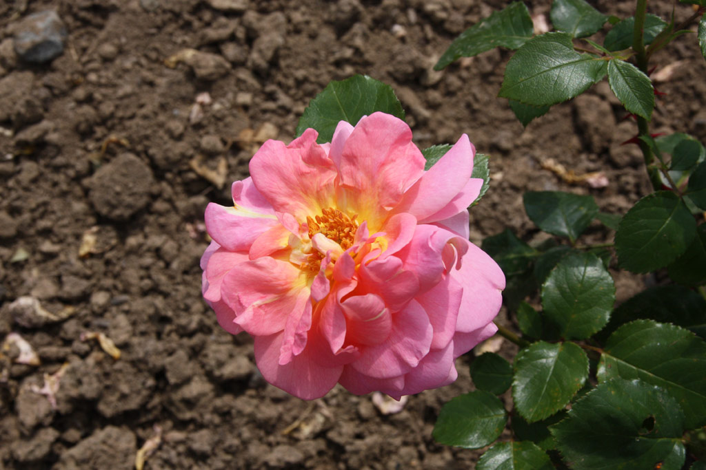 růže Hviezdoslav