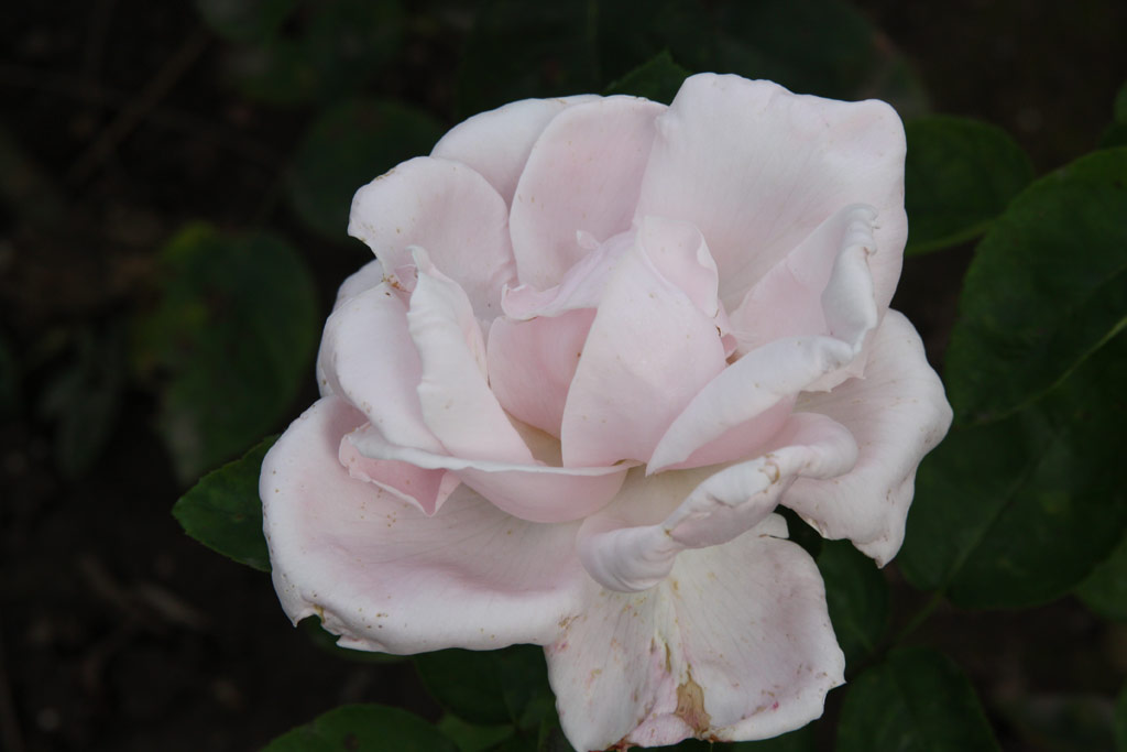 růže Ida Hoff