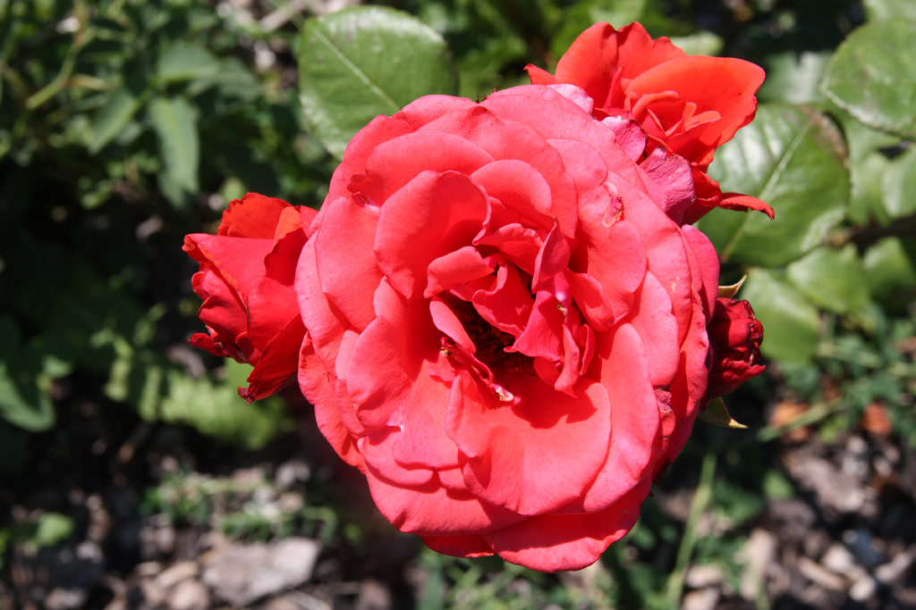 růže Ilona (Verbeek)