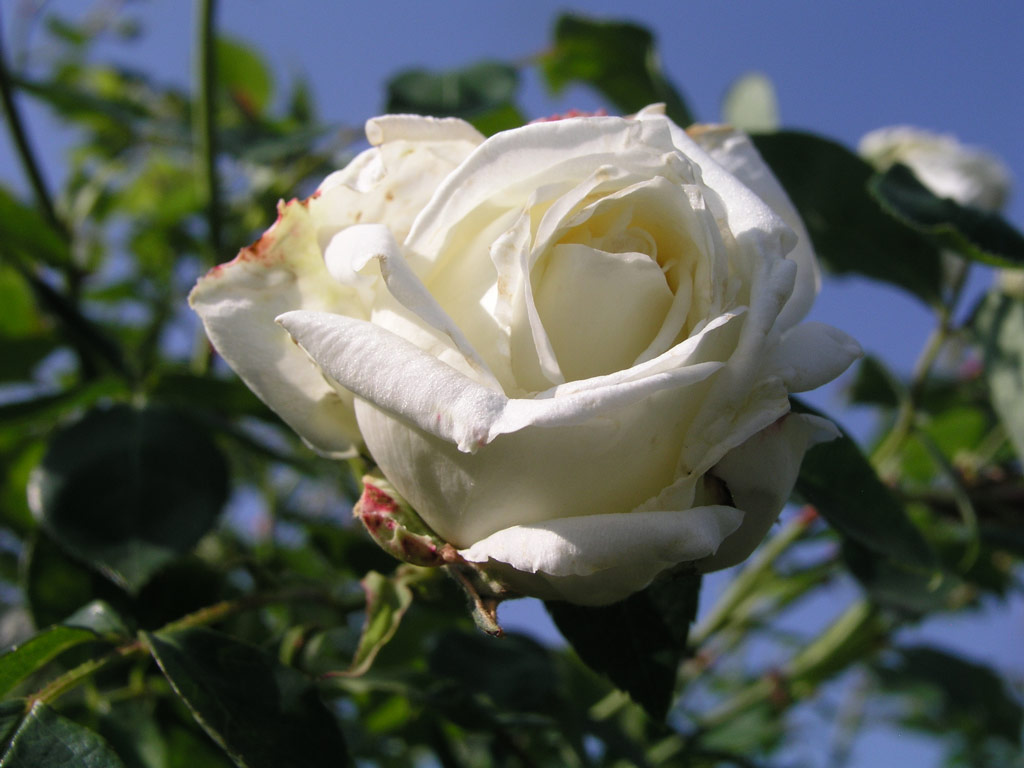 růže Ilse Krohn
