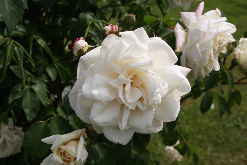 růže Ilse Krohn Superior