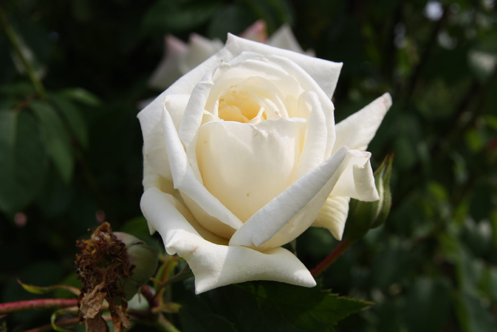 růže Ilse Krohn Superior