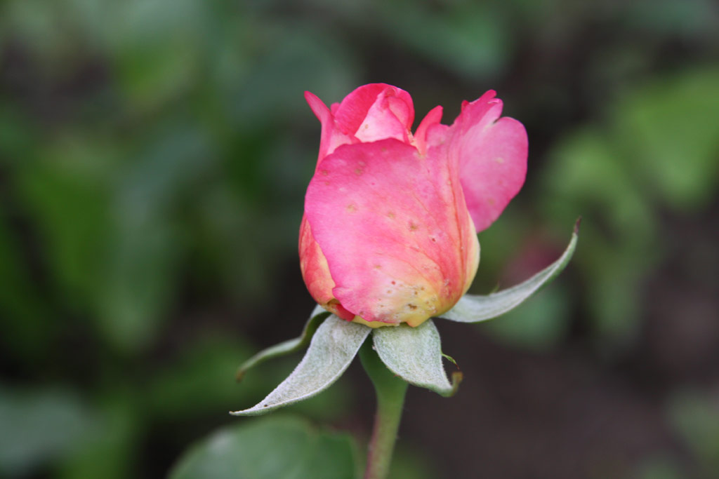 růže Iluska