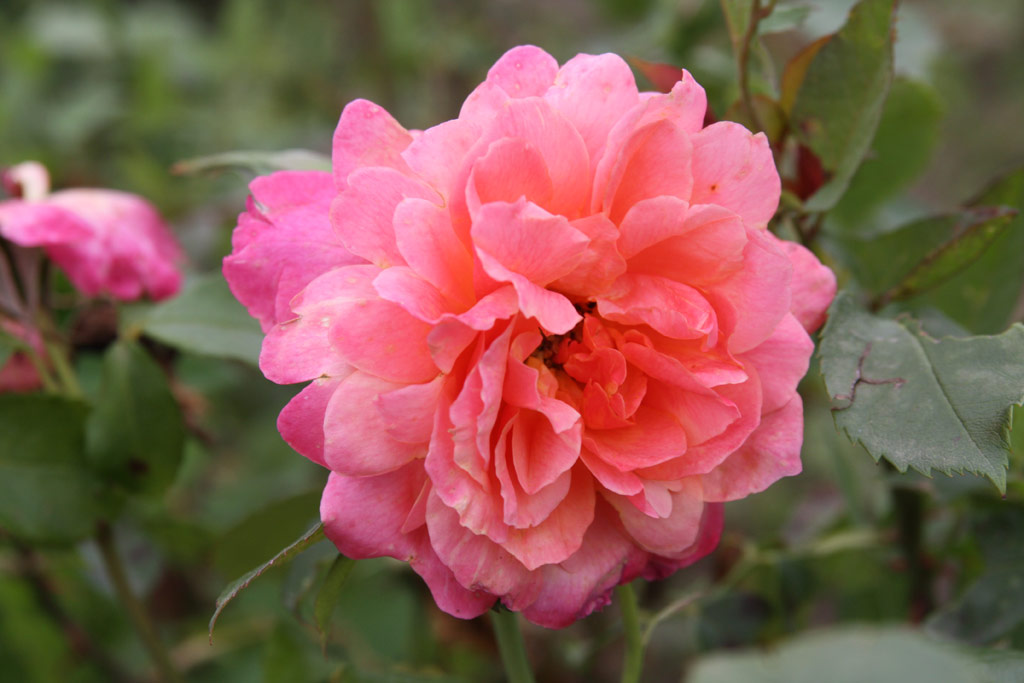 růže Indira