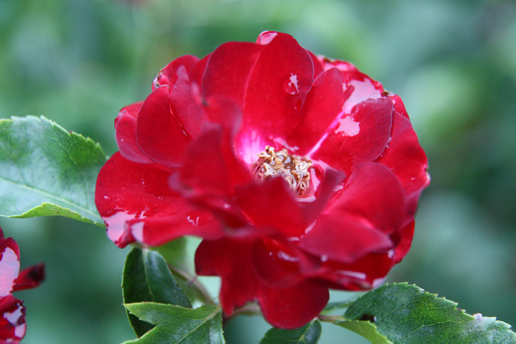 růže Inge Klger