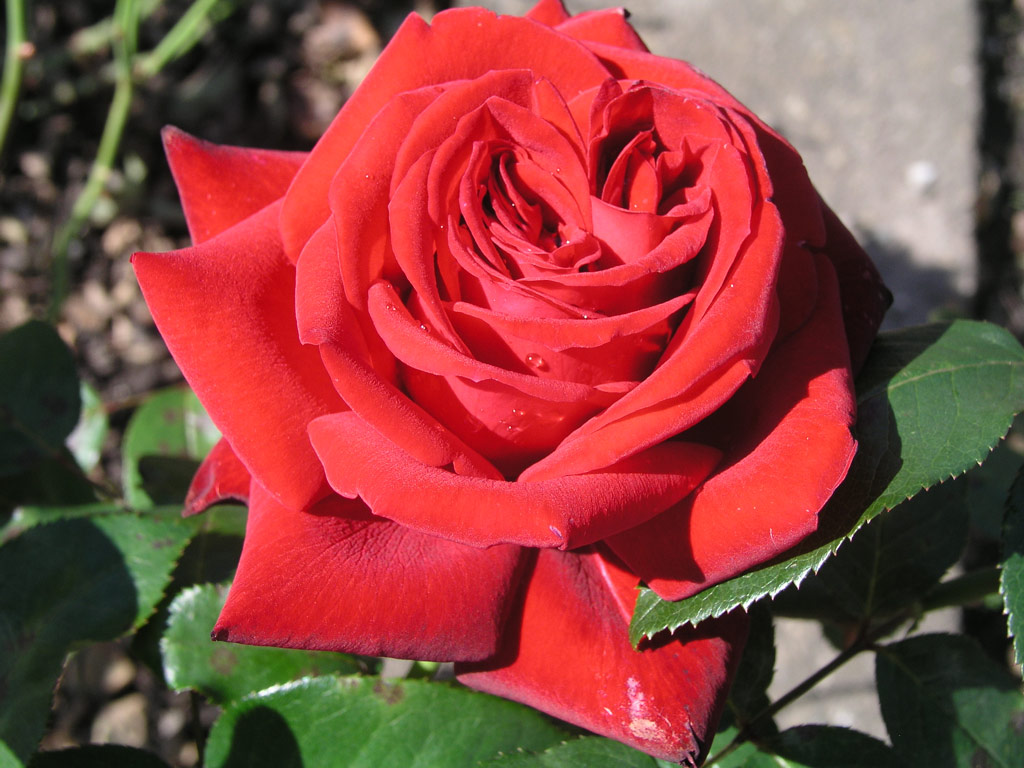 růže Ingrid Bergmann