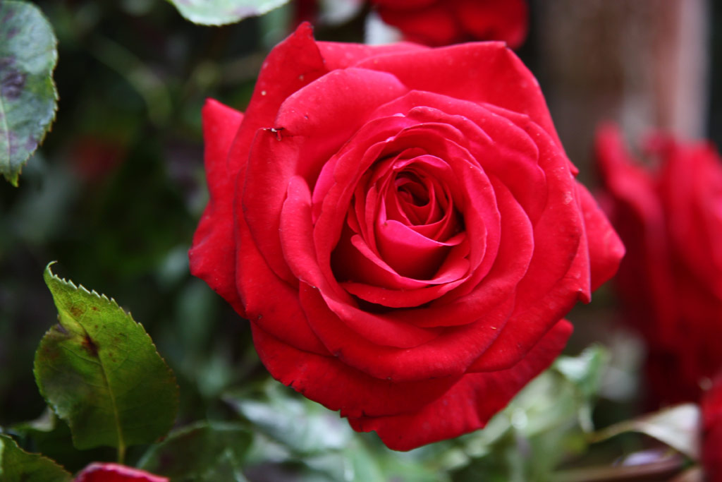 růže Ingrid Bergmann