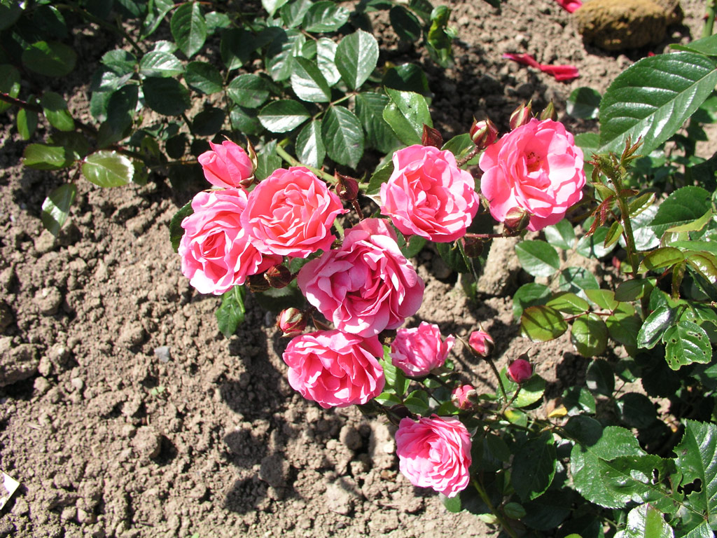 růže Ingrid Stenzig