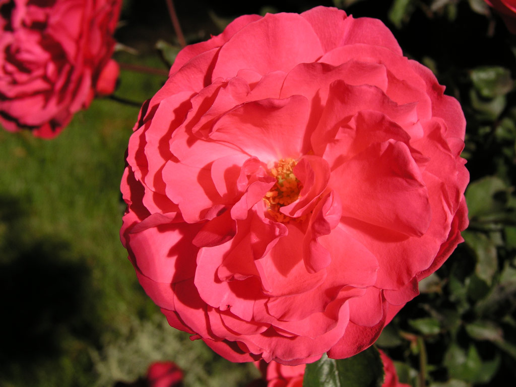 růže Ingrid Wendl Rose